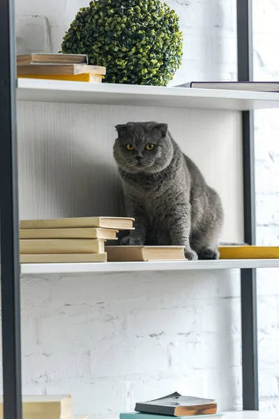 Adorable scottish fold cat sitting on bookshelf and looking at camera — Stock Photo