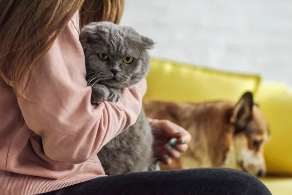 Schnappschuss einer Frau, die eine schottische Faltkatze trägt, während sie mit Corgi auf der Couch sitzt — Stockfoto