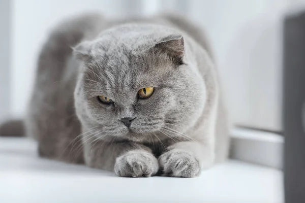 Primer plano disparo de escocés plegable gato acostado en windowsill en casa - foto de stock