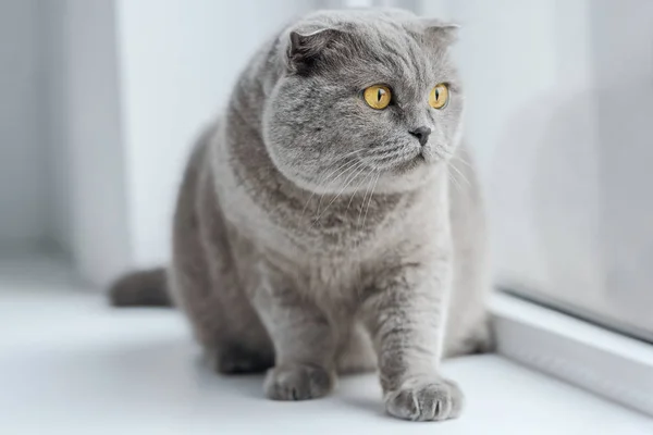 Scottish fold cat sitting on windowsill at home — Stock Photo