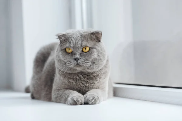 Adorable chat écossais pliant relaxant sur le rebord de la fenêtre à la maison et regardant loin — Photo de stock