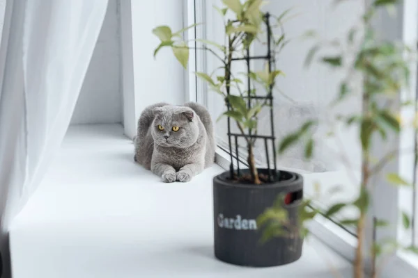 Niedliche schottische Faltkatze entspannt auf Fensterbank zu Hause — Stockfoto