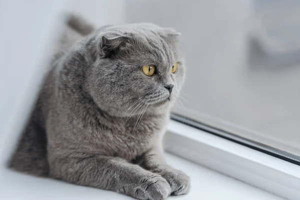 Nahaufnahme einer unglücklichen schottischen Faltkatze, die es sich auf der Fensterbank gemütlich macht und durch das Fenster schaut — Stockfoto