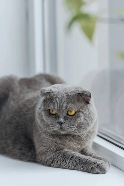 Primer plano de infeliz escocés plegable gato relajante en alféizar de la ventana y mirando hacia otro lado - foto de stock