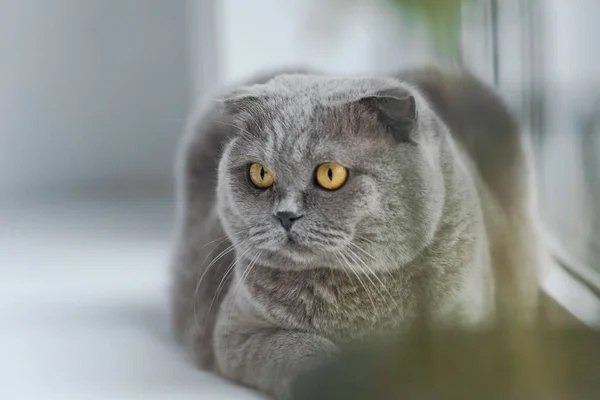 Nahaufnahme einer schottischen Faltkatze, die sich auf der Fensterbank entspannt und wegschaut — Stockfoto