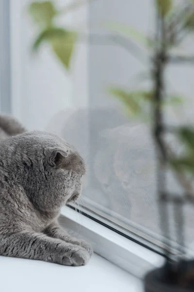 Primer plano tiro de escocés plegable gato acostado en ventana alféizar en casa y mirando a través de ventana - foto de stock
