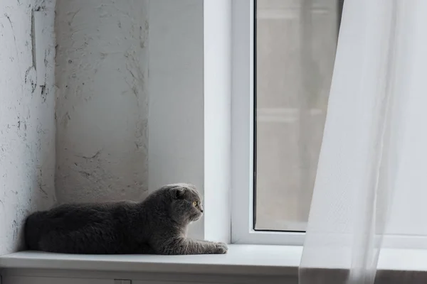 Adorable scottish fold cat lying on windowsill at home — Stock Photo