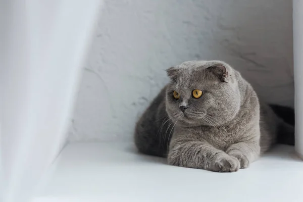 Adorable scottish fold cat lying on white and looking away — Stock Photo