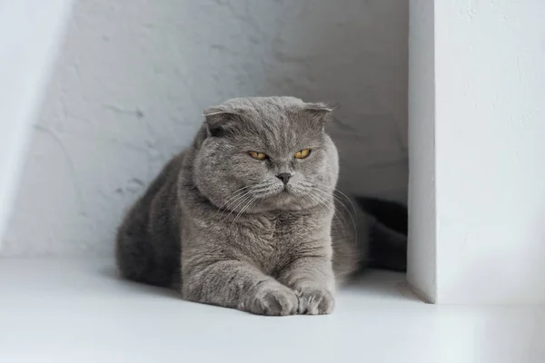 Adorable scottish fold cat lying on white — Stock Photo