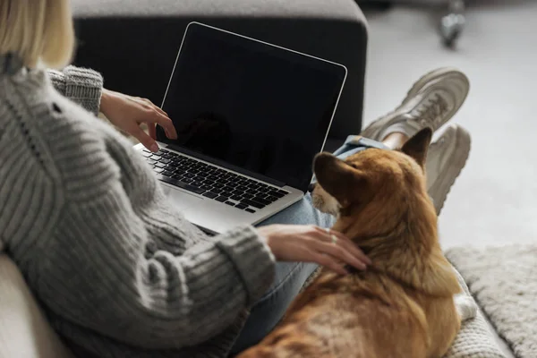 Cropped shot of woman working with laptop at home while her corgi dog lying beside — Stock Photo