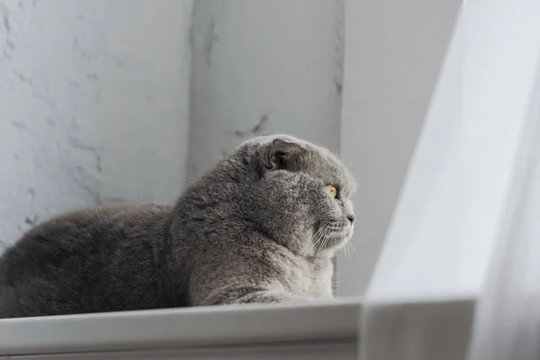 Adorable scottish fold cat lying on windowsill and looking through window — Stock Photo