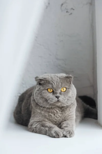 Primer plano de lindo escocés plegable gato acostado en ventana alféizar detrás de la cortina - foto de stock