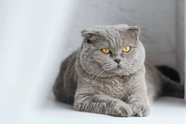 Primo piano colpo di adorabile scozzese piega gatto sdraiato sul davanzale della finestra dietro la tenda — Foto stock