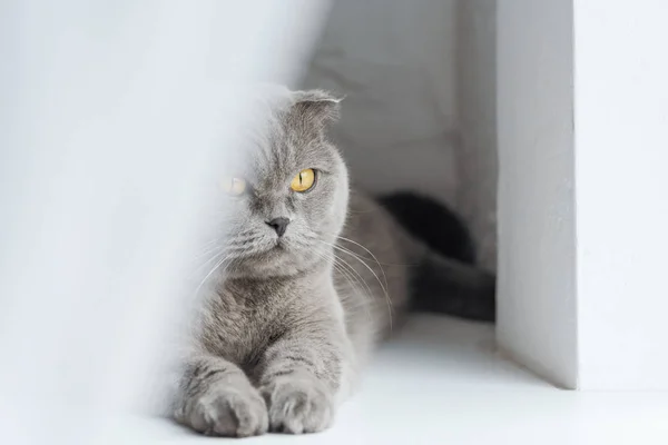 Primer plano disparo de escocés plegable gato acostado en ventana alféizar detrás de la cortina - foto de stock