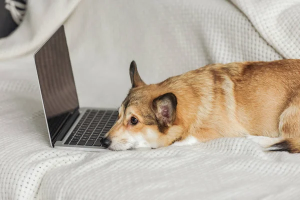 Perro corgi adorable acostado en el sofá con el ordenador portátil - foto de stock