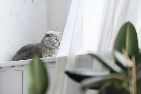 Escocês dobrar gato deitado no peitoril da janela e dormindo — Fotografia de Stock