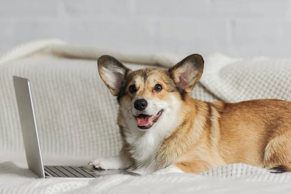 Bonito corgi cão deitado no sofá com laptop — Fotografia de Stock