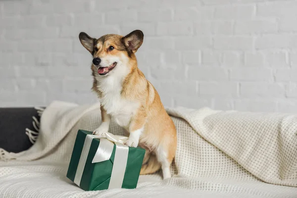 Adorabile cane corgi con scatola regalo in piedi sul divano — Foto stock