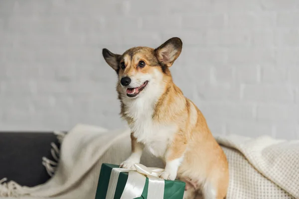 Adorable little corgi dog with gift box standing on couch — Stock Photo