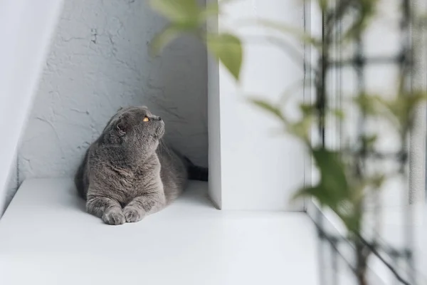 Niedliche graue Katze liegt auf Fensterbank und schaut auf — Stockfoto
