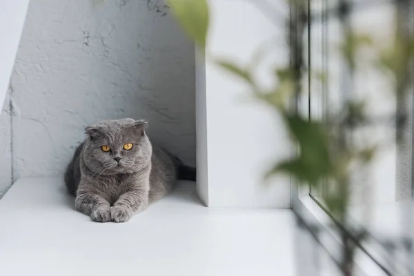 Cute grey cat lying on windowsill and looking at camera — Stock Photo