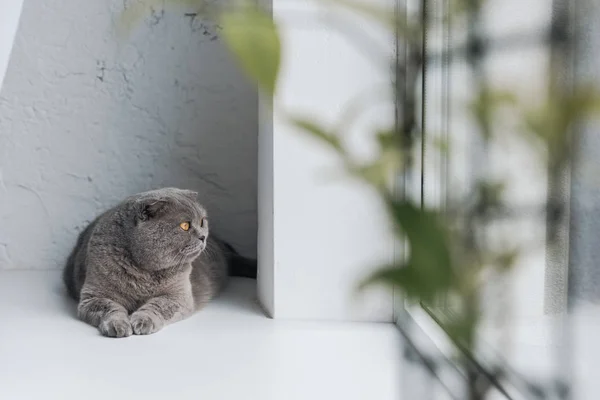 Lindo gato gris acostado en el alféizar de la ventana y mirando a través de la ventana - foto de stock