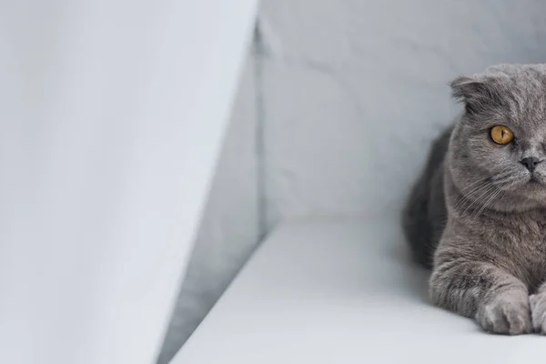 Ritagliato colpo di adorabile gatto grigio sdraiato sul davanzale della finestra e guardando la fotocamera — Foto stock