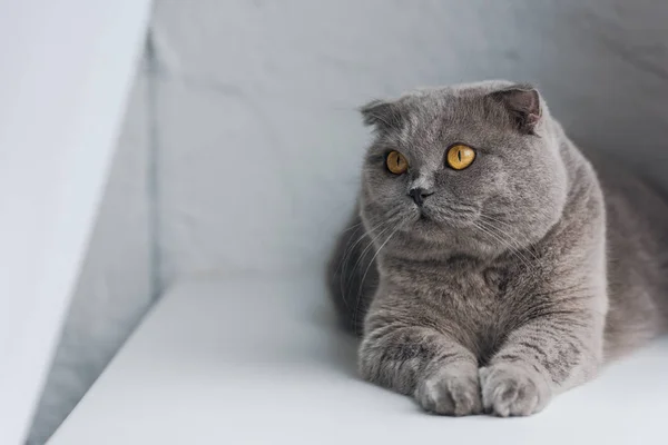 Primer plano disparo de lindo gato gris acostado en el alféizar de la ventana y mirando hacia otro lado - foto de stock