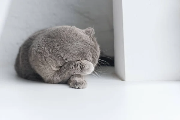 Primer plano disparo de adorable gato gris acostado en el alféizar de la ventana y lavar - foto de stock