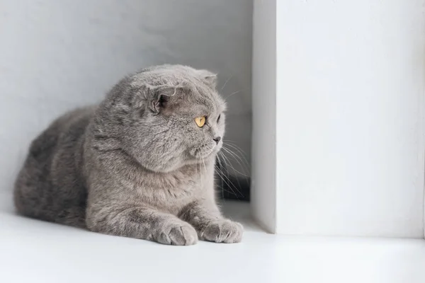 Nahaufnahme einer entzückenden grauen Katze, die auf der Fensterbank liegt und wegschaut — Stockfoto