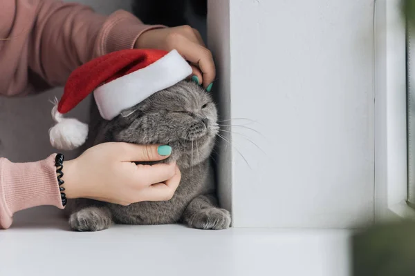 Cropped shot of woman petting unhappy grey cat in santa hat while he lying on windowsill — Stock Photo