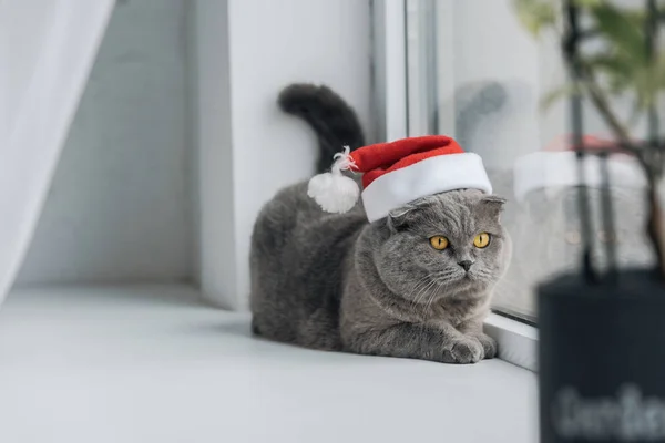 Gros plan de l'adorable chat gris en chapeau de Père Noël couché sur le rebord de la fenêtre — Photo de stock