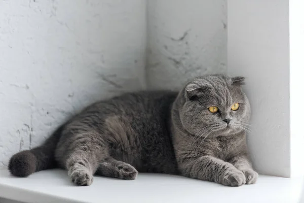Primer plano de adorable gato gris acostado en alféizar de la ventana - foto de stock