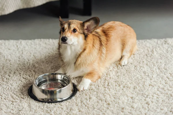 Cute corgi dog with bowl of water standing on carpet at home — Stock Photo