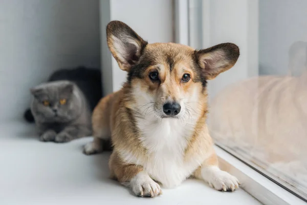 Bonito escocês dobra gato e adorável corgi cão deitado no peitoril da janela juntos — Fotografia de Stock