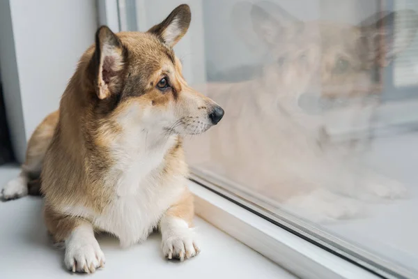 Bonito corgi cão deitado no peitoril da janela e olhando através da janela — Fotografia de Stock