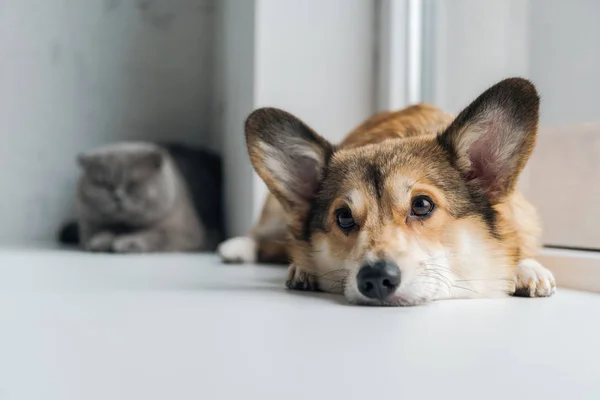 Adorable escocés plegable gato y corgi perro acostado en ventana alféizar juntos - foto de stock