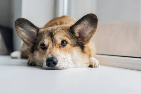 Niedlicher Corgi-Hund liegt auf Fensterbank und schaut weg — Stockfoto