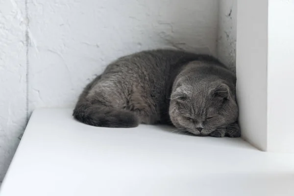Primer plano de lindo escocés plegable gato acostado en windowsill - foto de stock