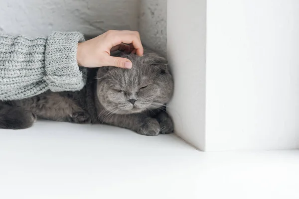 Cropped shot of girl in sweater petting grey cat while he sleeping on windowsill — Stock Photo