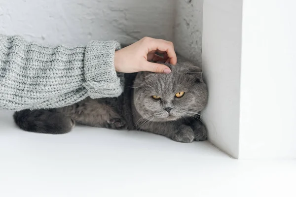 Cropped shot of girl petting grey cat while he sleeping on windowsill — Stock Photo