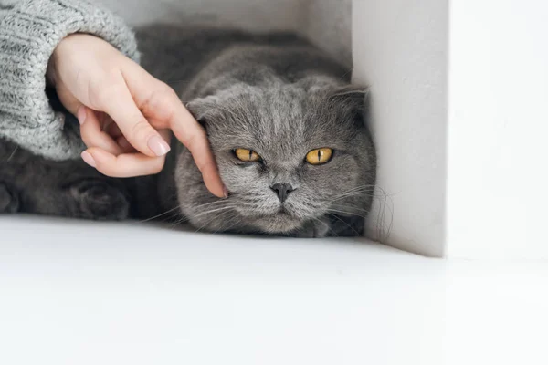 Cropped shot of woman petting unhappy grey cat while he sleeping on windowsill — Stock Photo