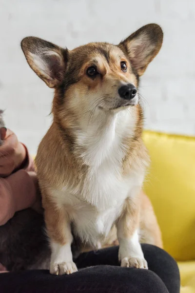 Cropped shot of woman sitting on couch with adorable corgi dog — Stock Photo