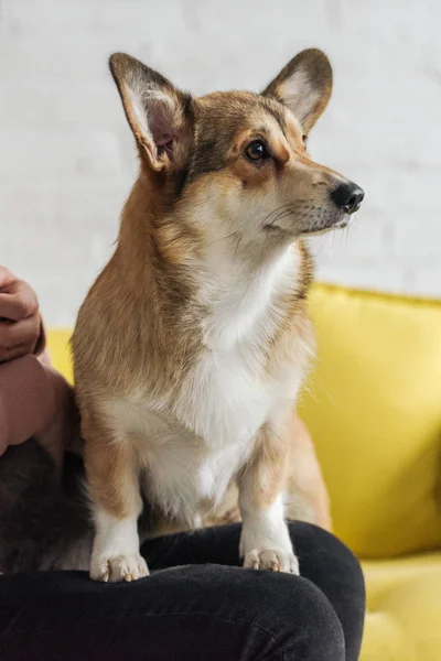 Cropped shot of woman sitting on couch and carrying adorable corgi dog — Stock Photo