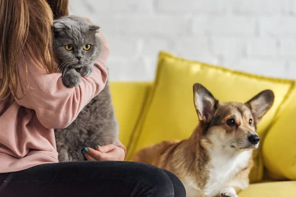 Cropped shot of woman sitting on couch with corgi dog and scottish fold cat and looking at camera — Stock Photo