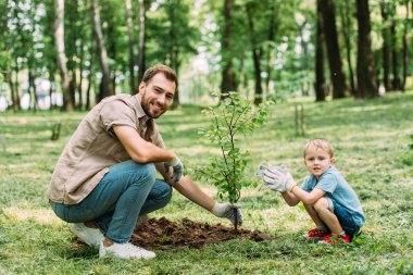 happy father and son squatting near seedling at park clipart