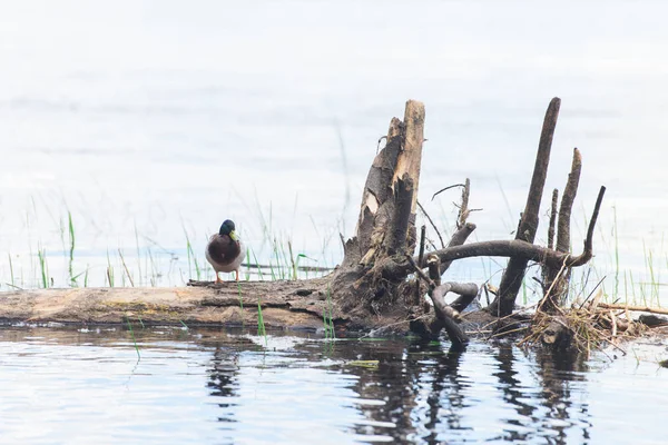 one duck sitting on log in river