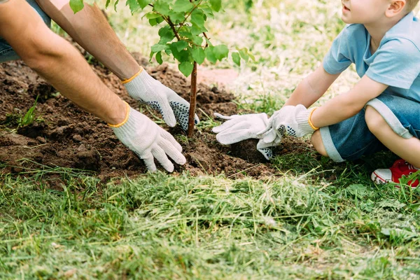 Cropped Image Father Son Planting Tree Park — Stock Photo, Image