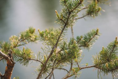selective focus of pine branches on blurred background  clipart