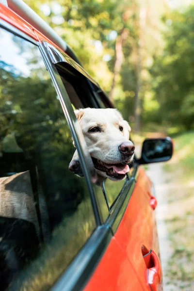 Söpö Labrador Koira Katselee Ulos Ikkunasta Punaisella Autolla Metsässä — kuvapankkivalokuva